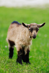 Naklejka na ściany i meble Little brown goat farming field pasture landscape mammal meadow.