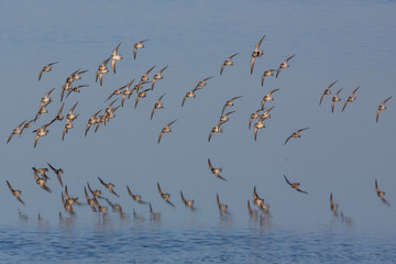 Bird Flock And Reflection Over Smooth Water - 1725