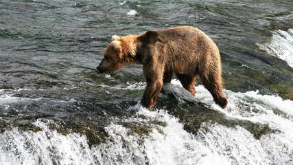 Alaska brown bear at Katmai 