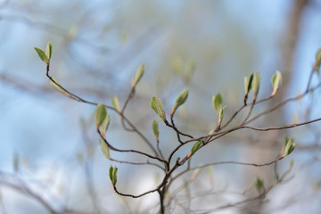 Young green leaves of a shrub in buds in early spring against a blue sky 
