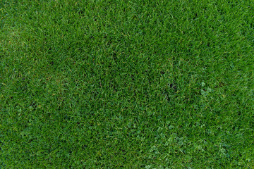 A close up view of green grass. Great for use as a background or texture