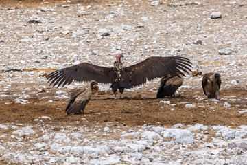 Lappet-faced vulture (Torgos tracheliotos) landing on the ground next to White-backed vultures, Namibia
