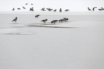 A flock of urban crows on white snow and on the ice of a pond in city Park