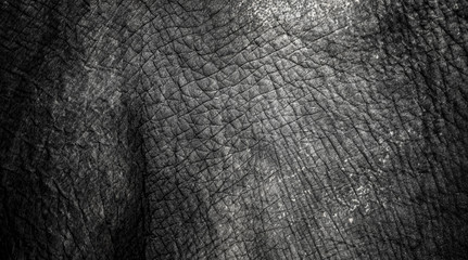 background which the structure of hide of elephant is represented on - obrazy, fototapety, plakaty