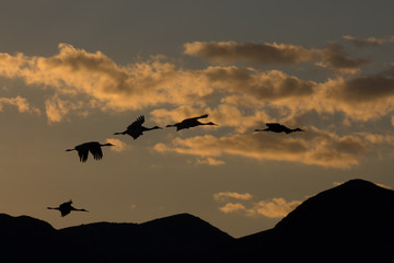 Fototapeta na wymiar Silhouetted Sandhill Cranes In Flignt At Sunrise Sunset With Clouds And Mountains - Antigone canadensis - 4349