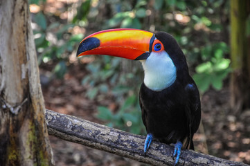 Fototapeta premium Tucán posado en una rama