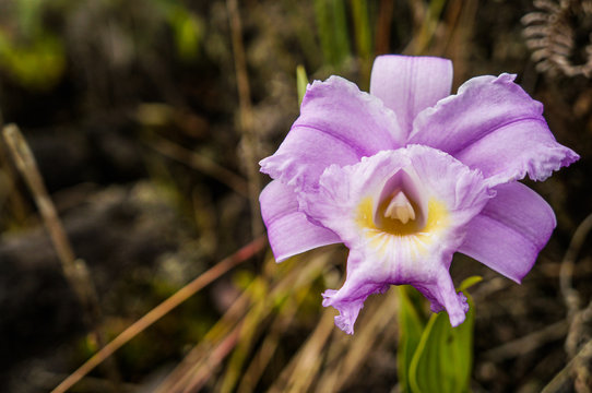 Sobralia orchid in Costa Rica