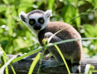 Lemur catta baby on the mother's back/Lemur catta baby and mother/Lemur Catta
