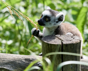 Lemur catta baby on the mother's back/Lemur catta baby and mother/Lemur Catta