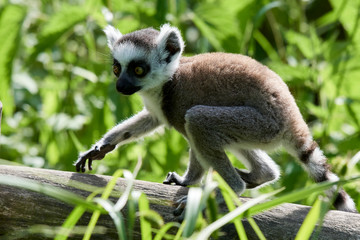 Lemur catta baby on the mother's back/Lemur catta baby and mother/Lemur Catta