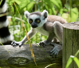 Lemur catta baby on the mother's back/Lemur catta baby and mother/Lemur Catta