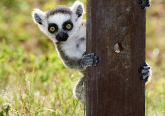 Lemur catta baby on the mother's back/Lemur catta baby and mother/Lemur Catta