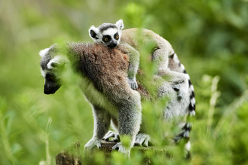 Lemur catta baby on the mother's back/Lemur catta baby and mother/Lemur Catta