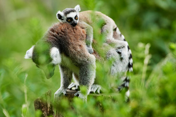 Lemur catta baby on the mother's back/Lemur catta baby and mother/Lemur Catta