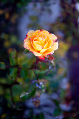 Yellow rose in the garden