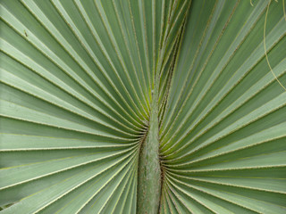 Close-up of a green leaf
