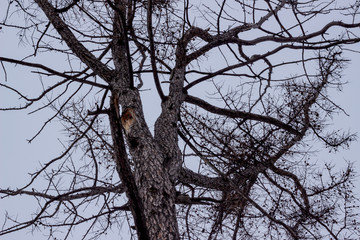 Autumn larch silhouette from bottom to top. Bottom view of a leafless tree. Wintry tree on a light sky background. Branches with cones. Halloween day background. Hopeless, desperate and crying concept