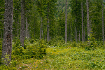 Bergwald mit sehr hohen Nadelbäumen und einem Bergrücken im Hintergrund