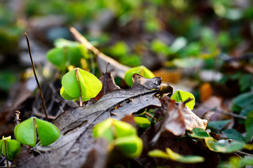 Wood sorrel, leaf, spring, green, forest, wild plants