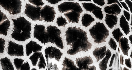 background which the structure of hide of giraffe is represented on