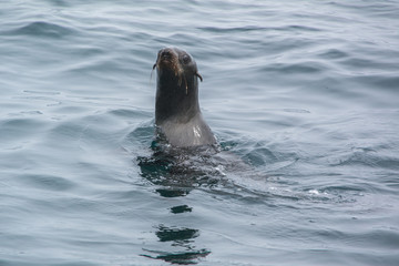 Seals