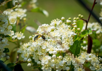 bee on a flower