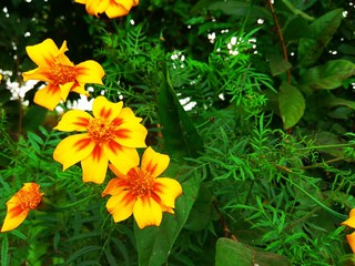 yellow flowers in the garden