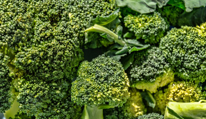 Variety of broccoli