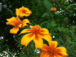 yellow flowers in garden