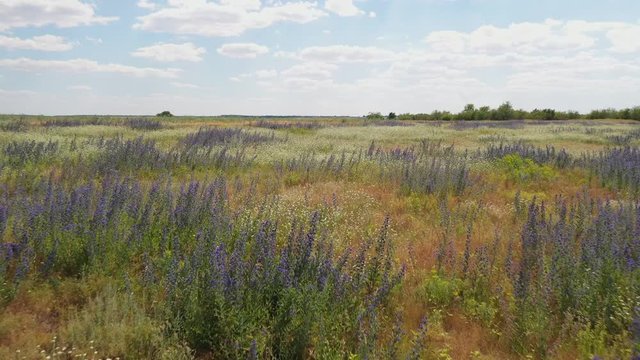 Flower meadows, forbs in the steppe, Russia, drone shooting