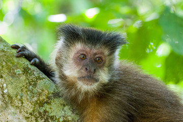 Capuchin monkey - Iguacu Argentinia