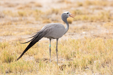 Close up of a paradise crane (Anthropoides paradisea) standing in the grass and calling, Etosha, Namibia