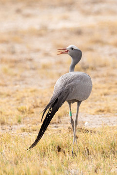 Close up of a paradise crane (Anthropoides paradisea) walking in the grass and calling, Etosha, Namibia