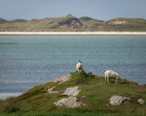 sheep in mountains
