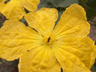 yellow and yellow flower