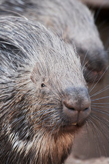 portrait of porcupine, Hystrix