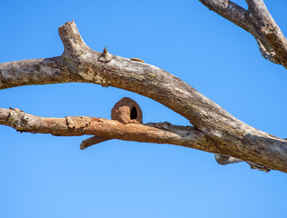 Rufous Hornero