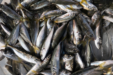 Obraz premium fishmarket in Istanbul