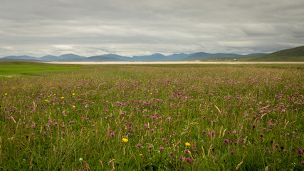 field of flowers with beach and flowers