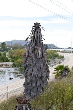 Dead palm tree on the bank of the Los Angeles river