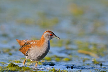 Baillon's Crake (Porzana pusilla), Greece	