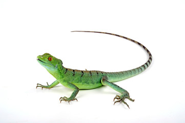 Jesus Christ lizard / Stirnlappenbasilisk (Basiliscus plumifrons) 