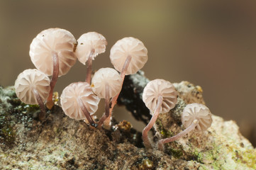 Mycena meliigena pretty mushroom of tiny size and reddish brown that grows on dead wood in the forest