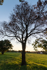 tree at the sunset