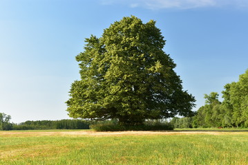 Fototapeta premium tree