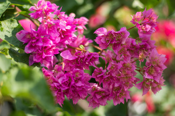 Gardening concept. Beautiful flowers Bougainvillea on green branch over blue sky. Postcard. Article illustration. Copy space. Selective focus