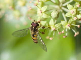 Episyrphus balteatus marmalade hoverfly small diptera of the Syrphidae family with the appearance of a small wasp ridding on ivy flowers