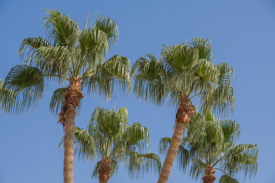 The tops of the palm trees against the clear blue sky. Cyprus promenade in Larnaca. Vacation, Holidays and tourism concept. 
