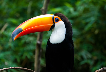 Tucan of Iguacu National Park, Foz do Iguaçu © Tobias