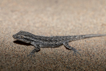 Transcaspian bent-toed gecko (Mediodactylus russowii (Strauch, 1887)) at night in the Kyzylkum Desert, southern Kazakhstan